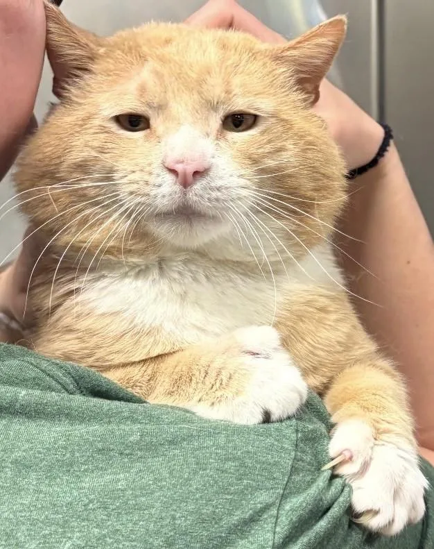 An adult large-sized male Orange & White Domestic Short Hair cat named Puff for adoption in Vernon, NJ
