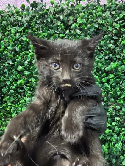 60753971 thumbnail 2