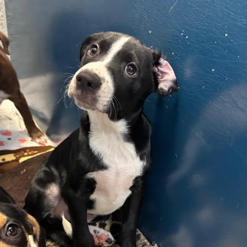 A baby medium-sized male Black Mixed Breed dog named Whisk for adoption in Washington Township, OH