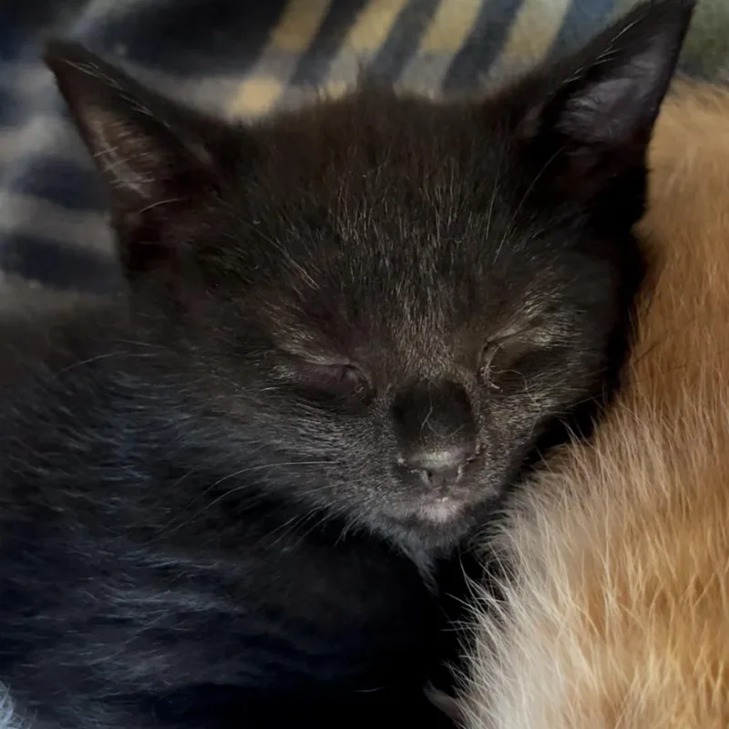 A baby small-sized male Black Domestic Short Hair cat named Onyx for adoption in La Grange, KY