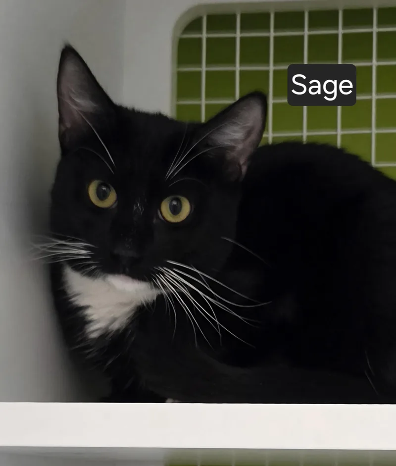 A baby medium-sized male Black & White / Tuxedo Domestic Short Hair cat named Sage for adoption in Green Brook, NJ