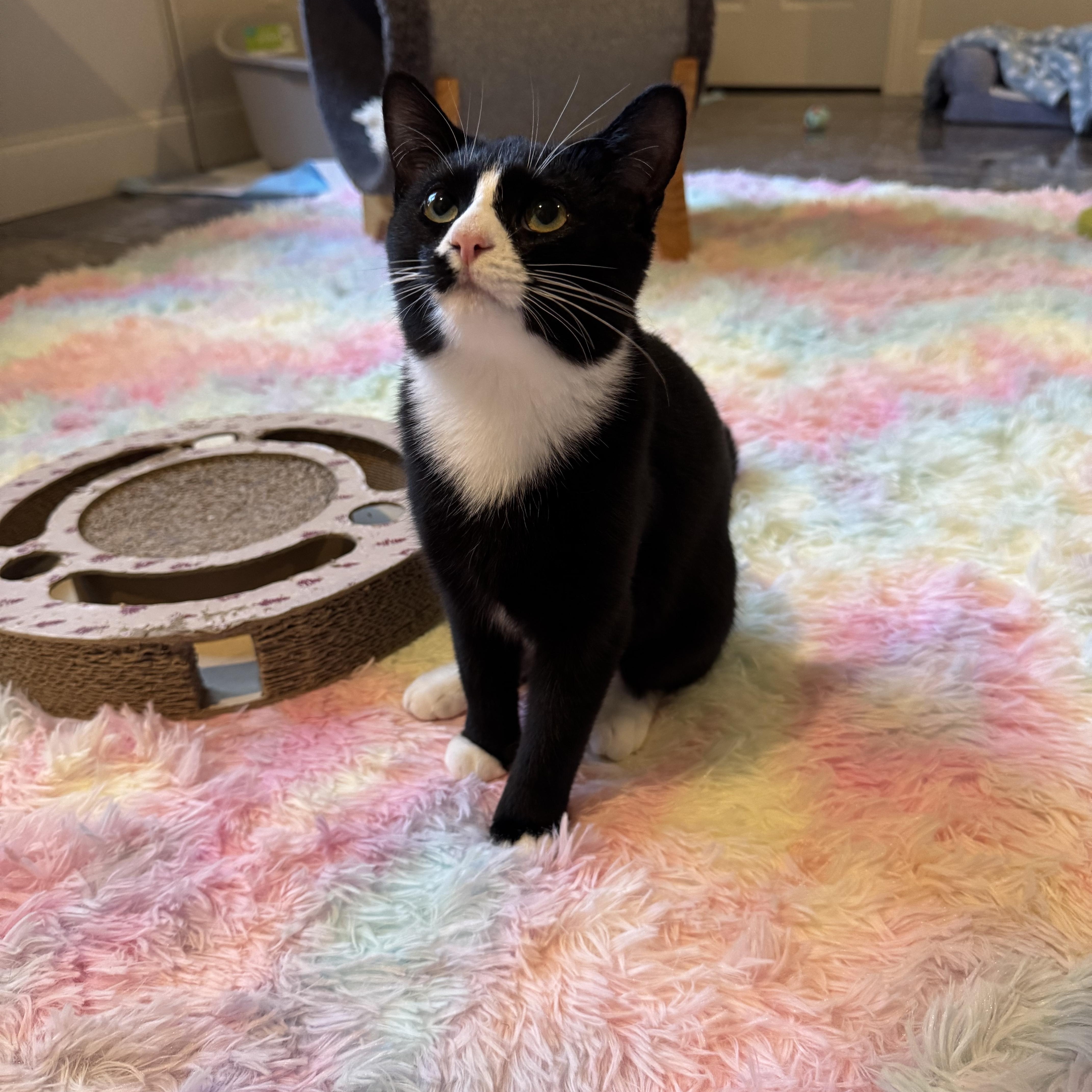 A baby medium-sized female Black & White / Tuxedo Domestic Short Hair cat named Dena  Beautiful for adoption in Tuscaloosa, AL