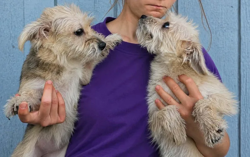 A young small-sized female Cairn Terrier dog named Petunia for adoption in Mukwonago, WI