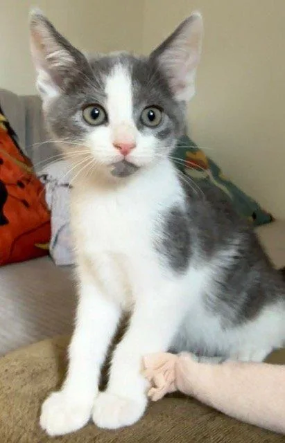 A baby small-sized female Gray / Blue / Silver Domestic Short Hair cat named Glinda for adoption in Raleigh, NC