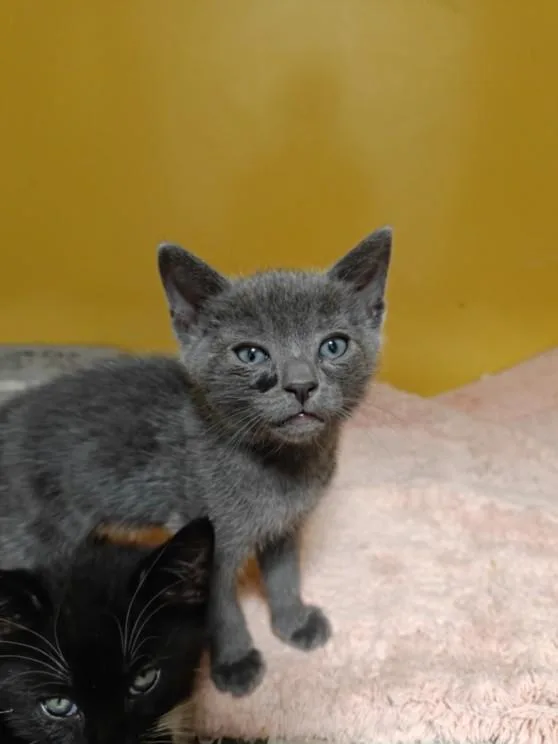 A baby small-sized male Domestic Short Hair cat named Mikos for adoption in Los Angeles, CA