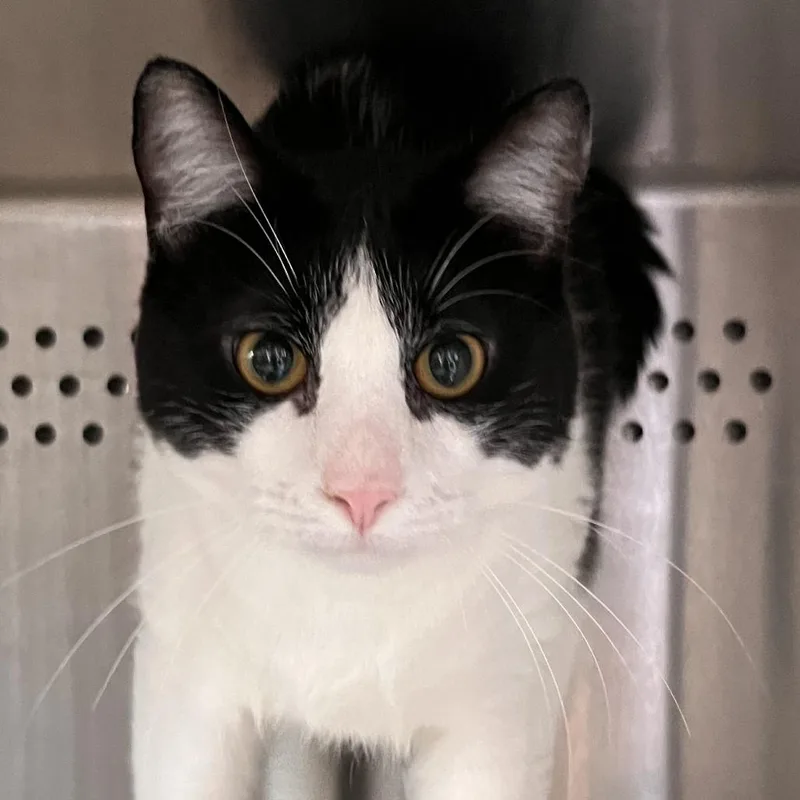 An adult medium-sized male White Domestic Short Hair cat named Michaelangelo for adoption in Washburn, MO