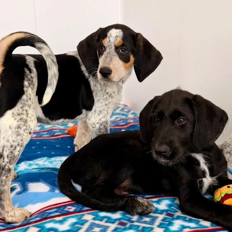 A baby medium-sized male Black Bluetick Coonhound dog named Tracker for adoption in Green Bay, WI