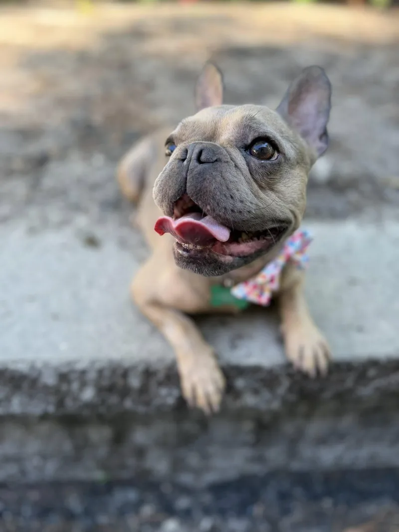 An adult small-sized female Gray / Blue / Silver French Bulldog dog named Mocha for adoption in Medford, NJ
