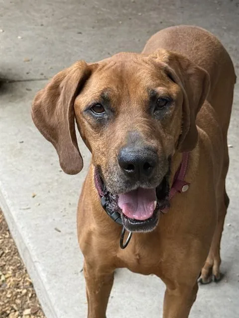 An adult extra large-sized female Coonhound dog named Copper for adoption in South Lake Tahoe, CA