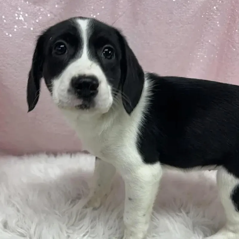 A baby medium-sized female Black Husky dog named Nirvana for adoption in Cedarburg, WI