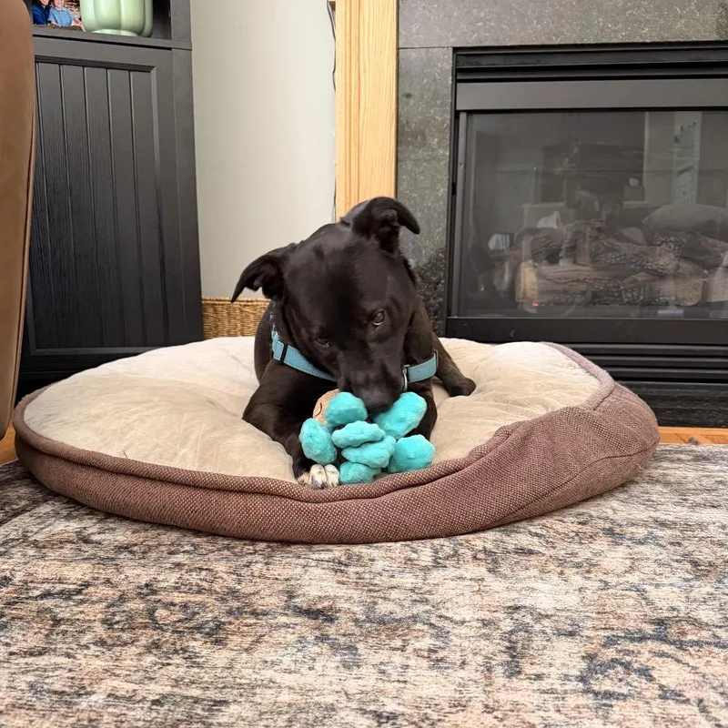 Millie thumbnail 2