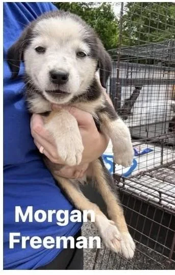 A baby small-sized male Tricolor (Brown, Black, & White) Labrador Retriever dog named Mister Morgan Freeman for adoption in Randolph, MA