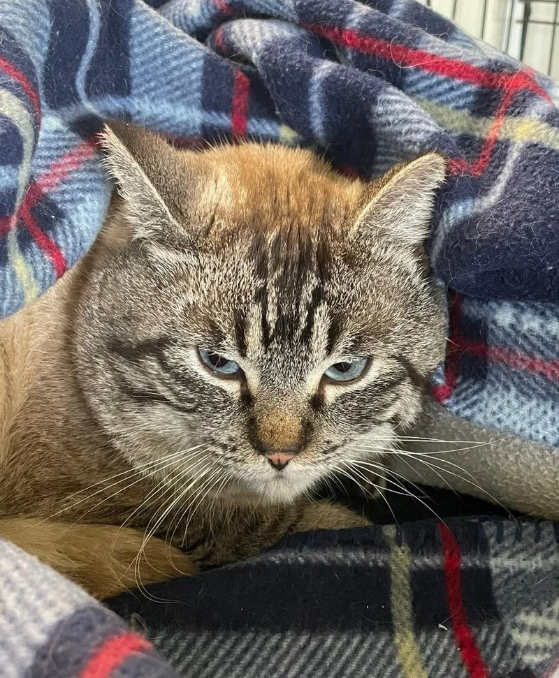 An adult medium-sized male Domestic Short Hair cat named Sunny for adoption in Ogden, UT