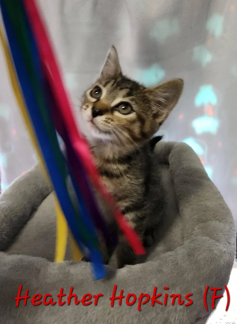 Heather Hopkins thumbnail 2