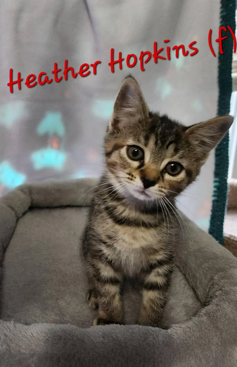 A baby small-sized female Domestic Short Hair cat named Heather Hopkins for adoption in Clarksville, TN