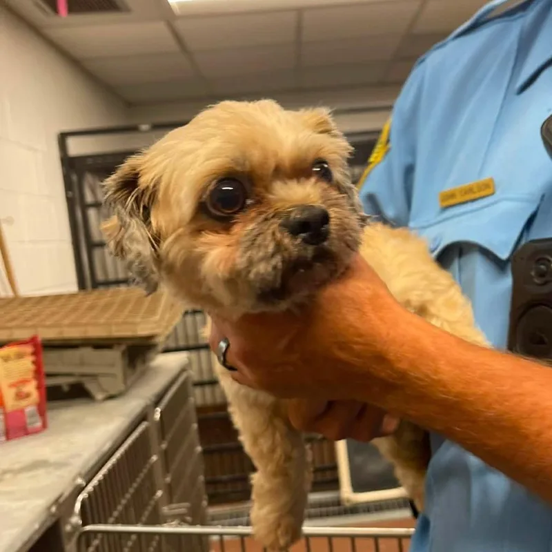 An adult small-sized male Gray / Blue / Silver Shih Tzu dog named Lars D for adoption in Princeton, MN