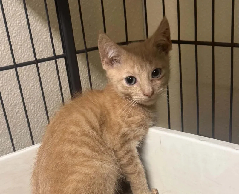 A baby small-sized male Domestic Short Hair cat named Brodie for adoption in Sidney, NY