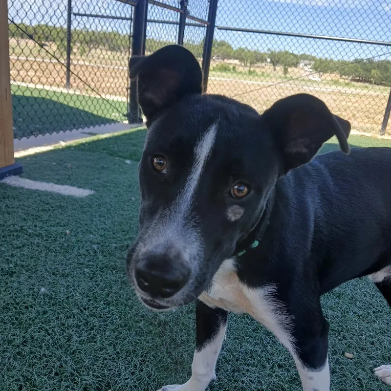 A young medium-sized male Black Collie dog named Zipper for adoption in Abilene, TX