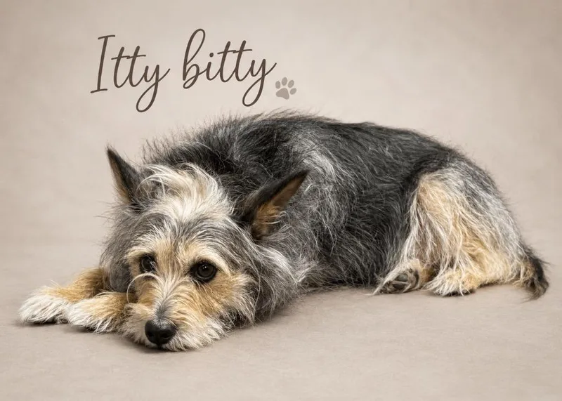 Itty Bitty