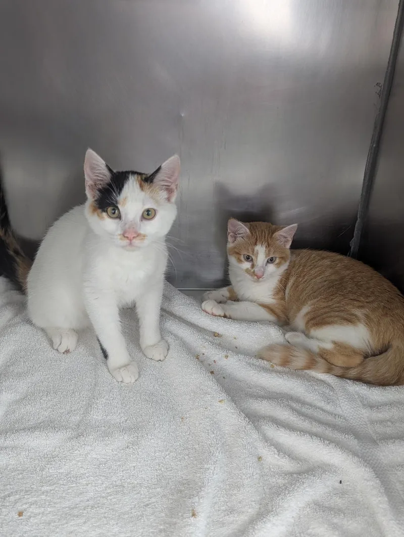 A young medium-sized female Calico Domestic Short Hair cat named Peaches and Cream BONDED for adoption in Mount Vernon, OH