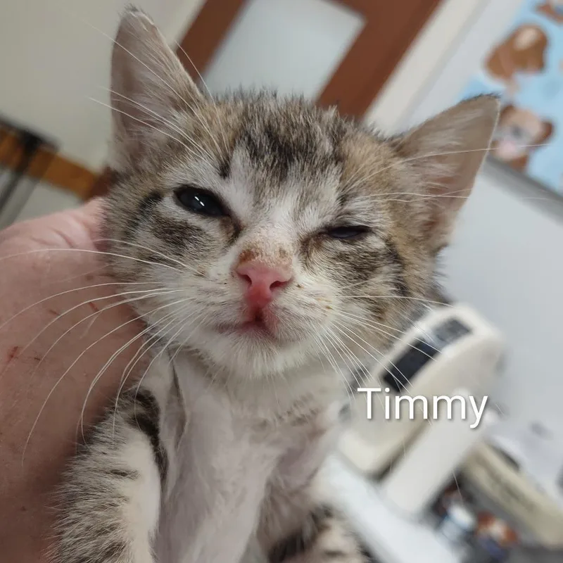 A baby small-sized male Black Domestic Short Hair cat named Timmy for adoption in Upland, CA