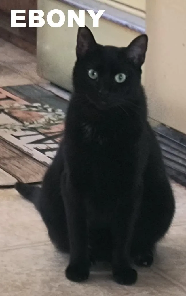 Ebony thumbnail 3