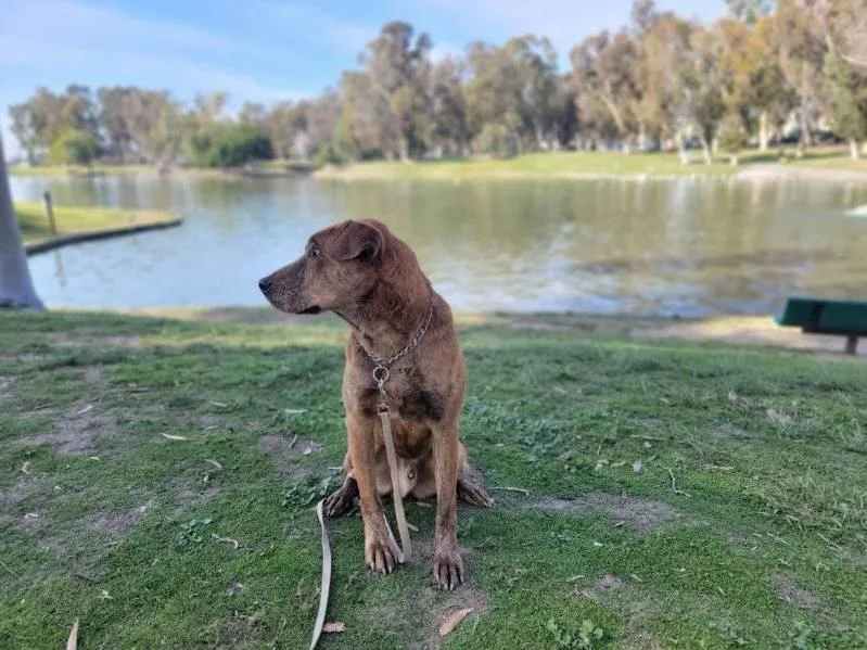 Mr. Charlie! thumbnail 5