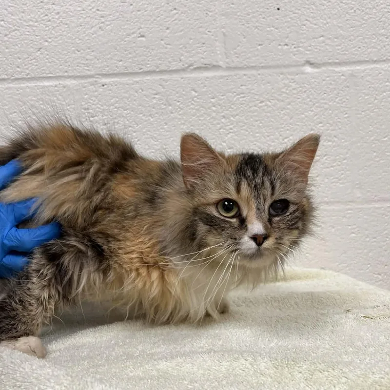 An adult medium-sized female Calico Domestic Medium Hair cat named Anabel for adoption in Harrisonburg, VA