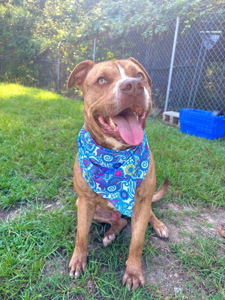 An adult large-sized male Brindle American Bully dog named Ian for adoption in Winnsboro, SC