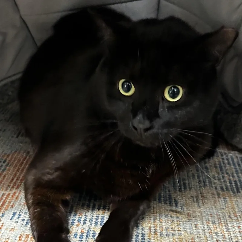 An adult extra large-sized male Black Domestic Short Hair cat named Troy for adoption in Jupiter, FL