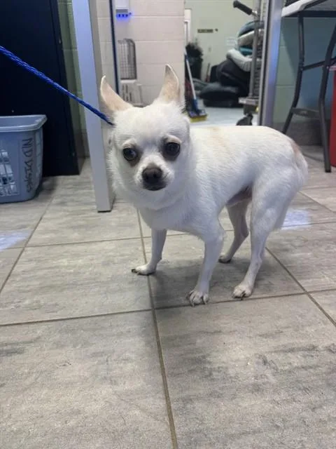 An adult small-sized male Chihuahua dog named Prince for adoption in Grand Prairie, TX