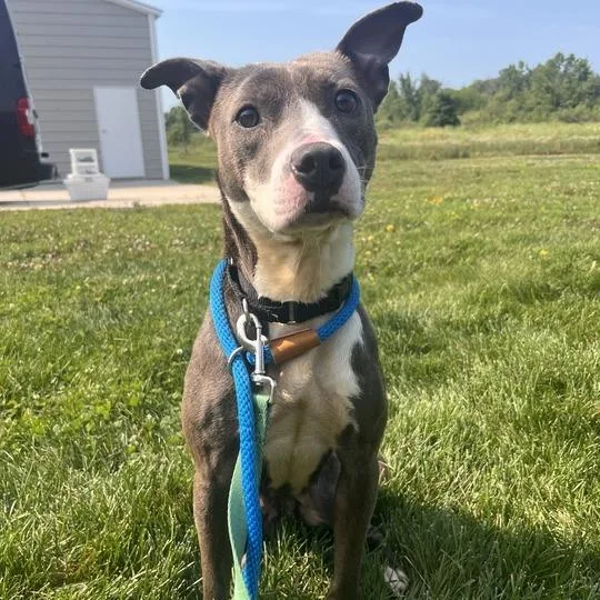 A young medium-sized female Gray / Blue / Silver Pit Bull Terrier dog named Joan Jett for adoption in Matteson, IL