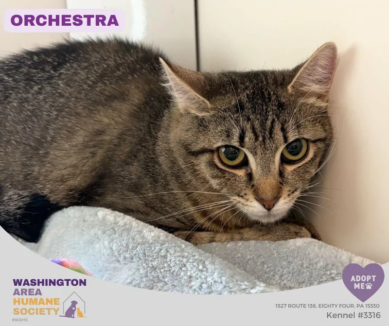 An adult medium-sized female Tabby (Brown / Chocolate) Domestic Short Hair cat named Orchestra for adoption in Eighty Four, PA