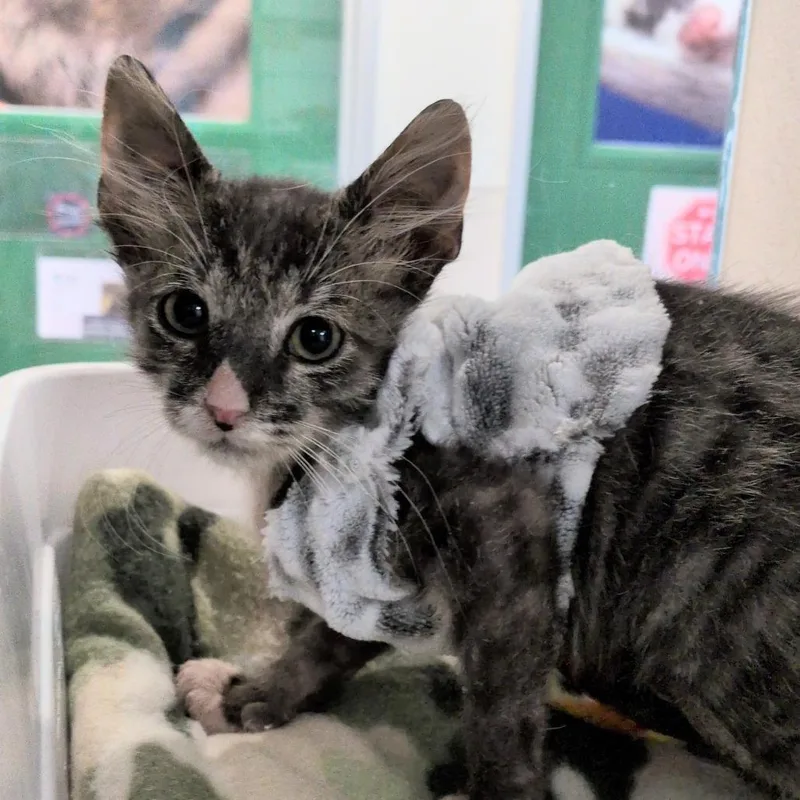 A baby small-sized male Brown / Chocolate Domestic Short Hair cat named Sun Bum for adoption in Reno, NV