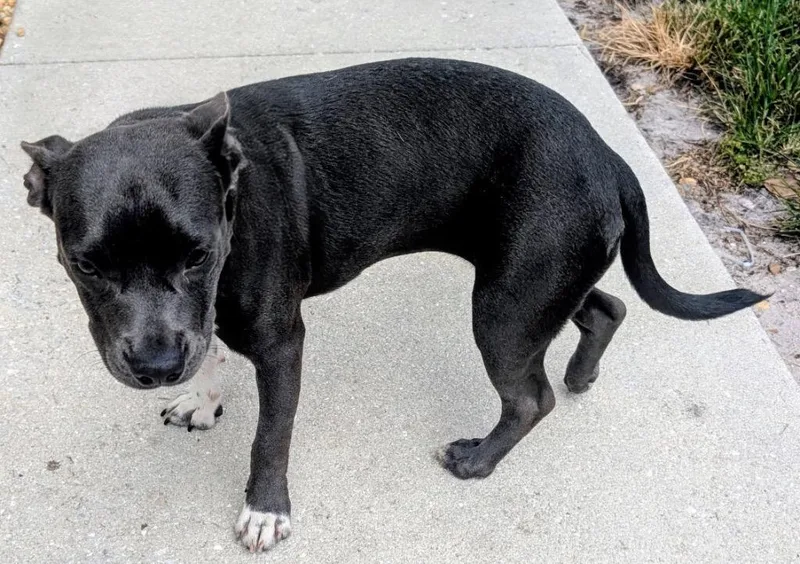 A baby large-sized female American Staffordshire Terrier dog named Karol Gmo Old Puppy! for adoption in Fort Myers, FL