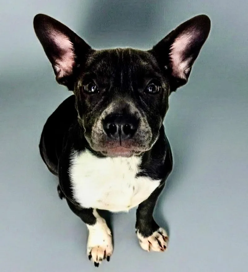 Karol Gmo Old Puppy! thumbnail 2