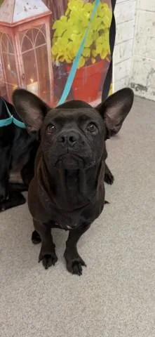 A young small-sized female Chihuahua dog named Marley for adoption in San Bernardino, CA