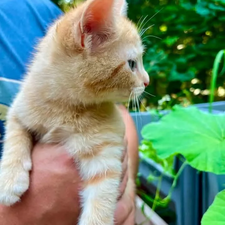 A baby medium-sized female Tabby (Orange / Red) Domestic Short Hair cat named Crusher for adoption in Kentwood, MI