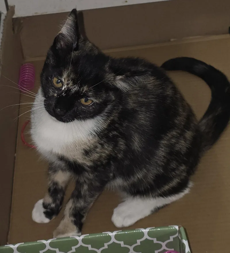 A young medium-sized female Domestic Short Hair cat named Sasha H for adoption in Cary, NC