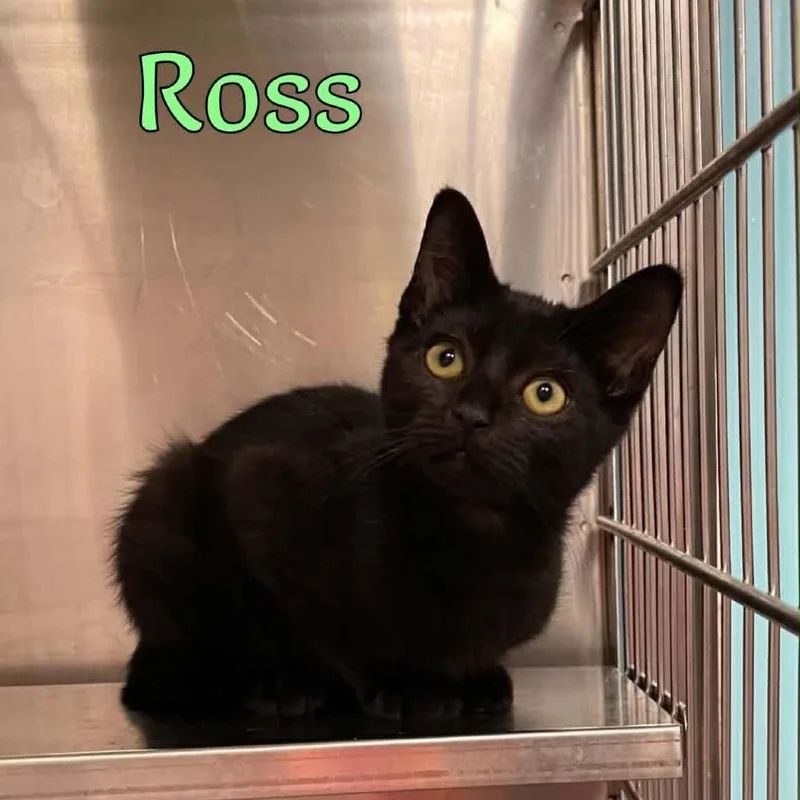 Ross