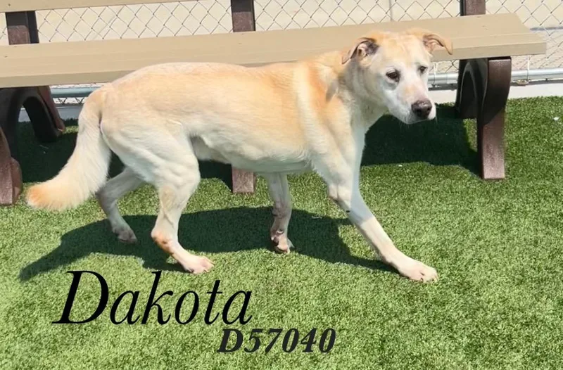 Dakota