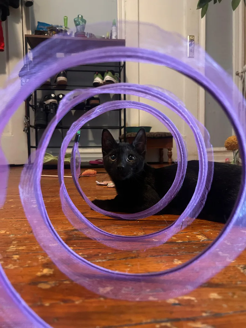 A baby medium-sized male Black Domestic Short Hair cat named Tyrone for adoption in Jersey City, NJ