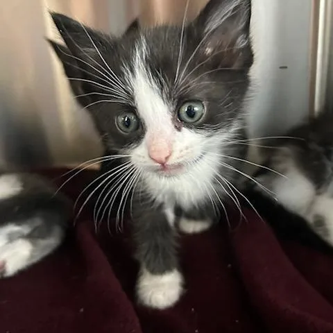A baby small-sized male Black Domestic Short Hair cat named Wonton for adoption in Knoxville, TN