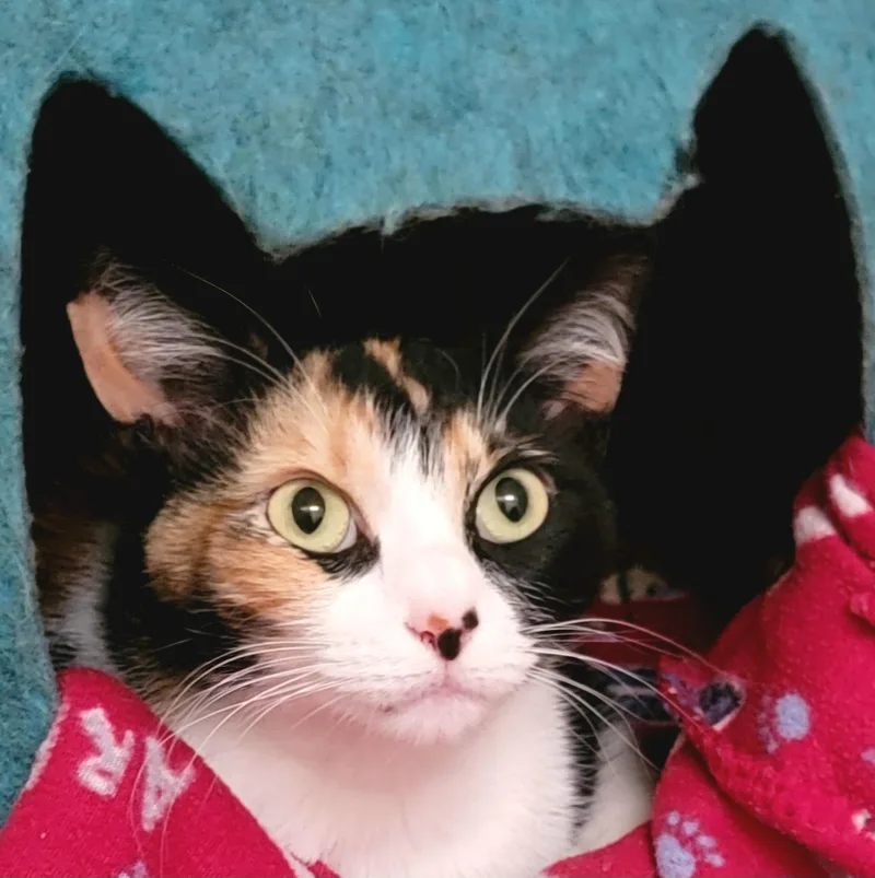 A young medium-sized female Calico Domestic Short Hair cat named Maggie for adoption in Houston, TX