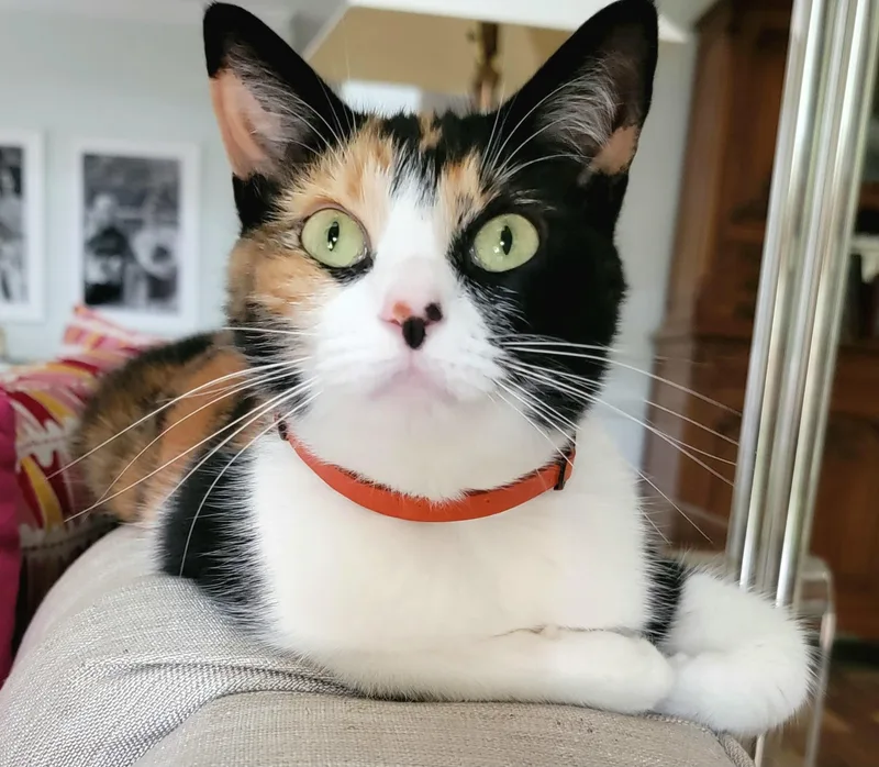 Maggie thumbnail 4