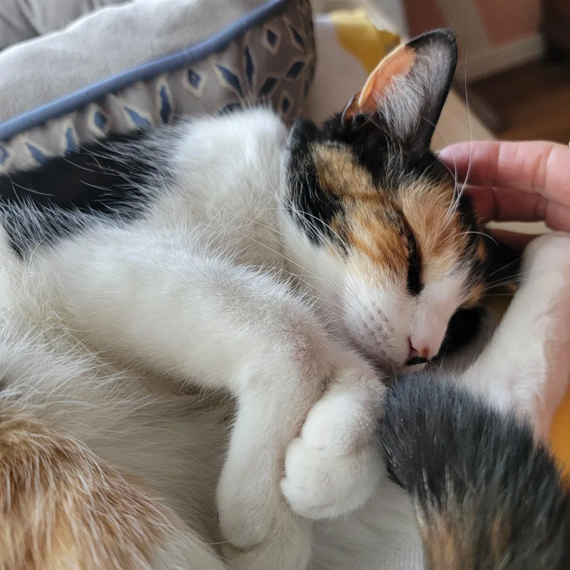 Maggie thumbnail 5