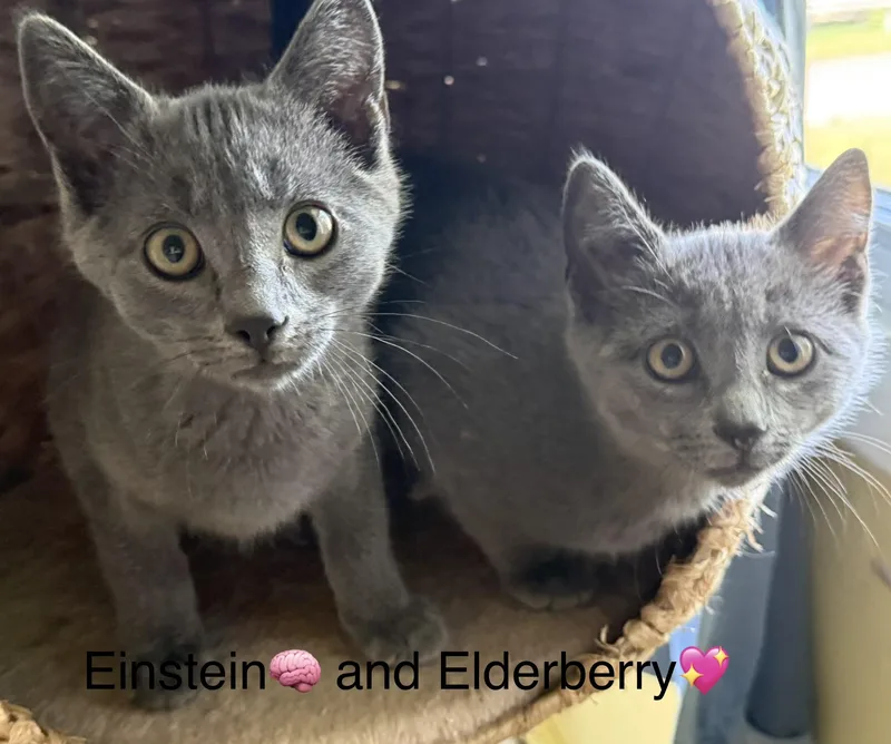 Einstein and Elderberry