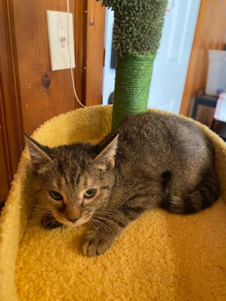 A baby medium-sized female Domestic Short Hair cat named Mitzi for adoption in Cumming, GA