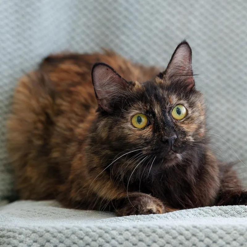 A young medium-sized female Tortoiseshell Domestic Medium Hair cat named Jasmine for adoption in Sunnyvale, CA