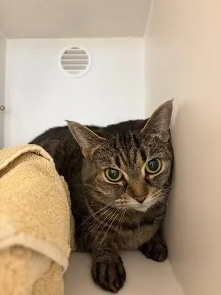 An adult small-sized female Domestic Short Hair cat named Princess Star for adoption in Fairfax, VA